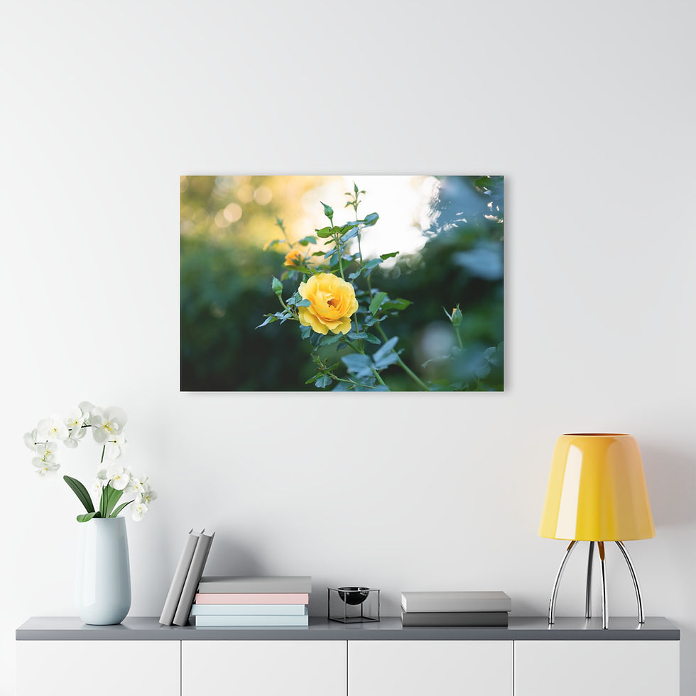 Thumbnail: Acrylic Print - Yellow Rose