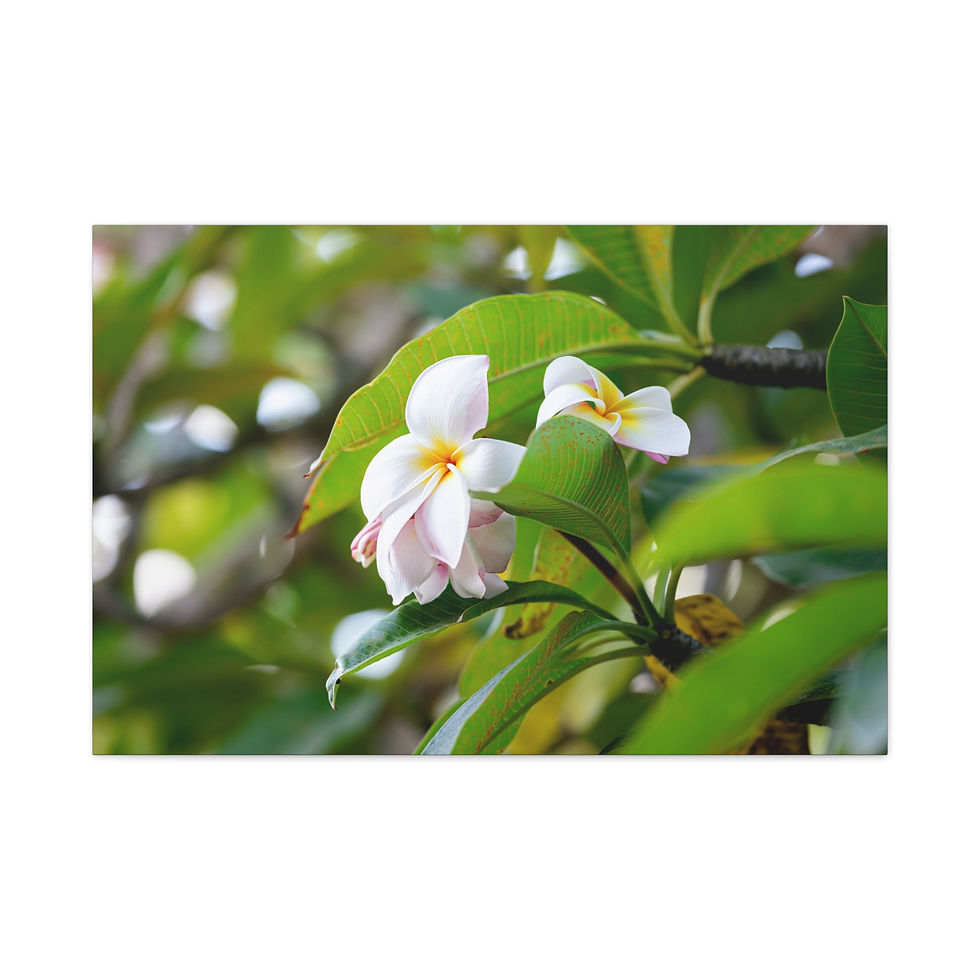 Thumbnail: Horizontal Canvas Print - White Plumeria