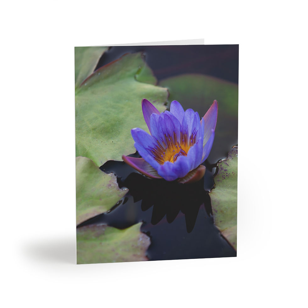 Greeting Cards Set- Purple Water Lily