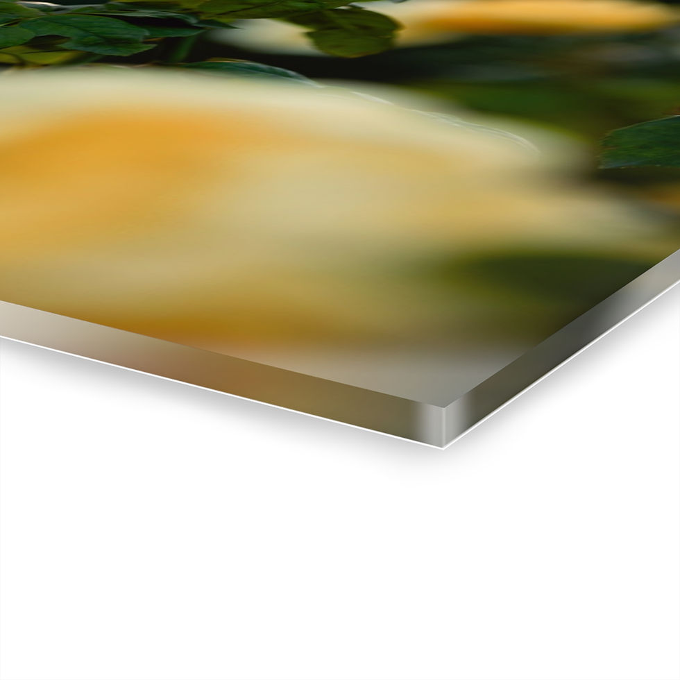 Thumbnail: Acrylic Print - Rose Garden at Sunset