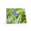 Thumbnail: Greeting Cards Set - Hummingbird Design