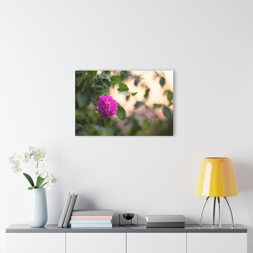 Thumbnail: Acrylic Print - Purple Rose at Sunset