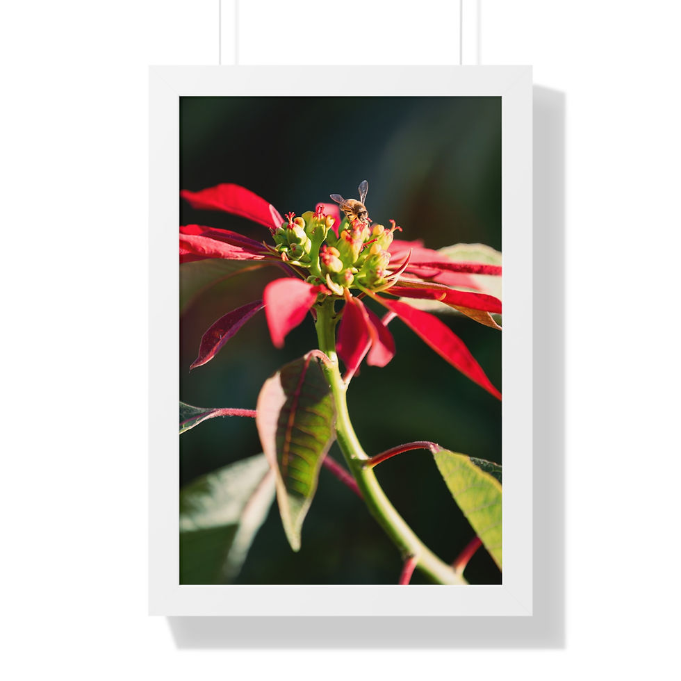 Thumbnail: Framed Vertical Print- Poinsettia & Bee