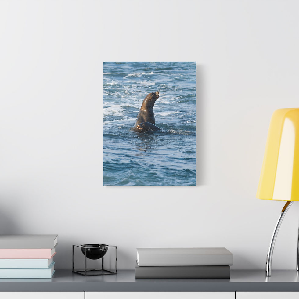 Thumbnail: Vertical Canvas Print- La Jolla Sea Lions