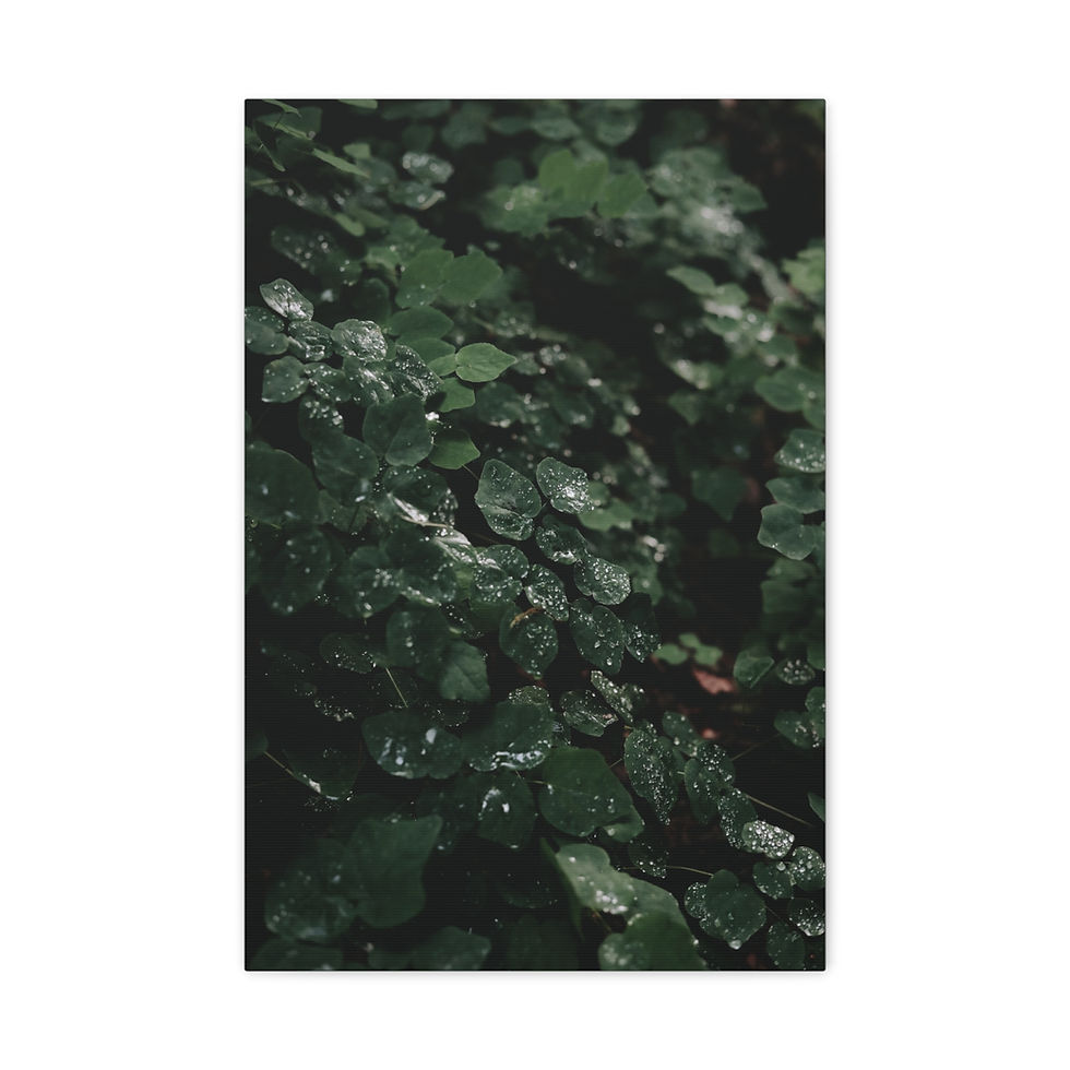 Thumbnail: Vertical Canvas Print- Raindrops on Leaves