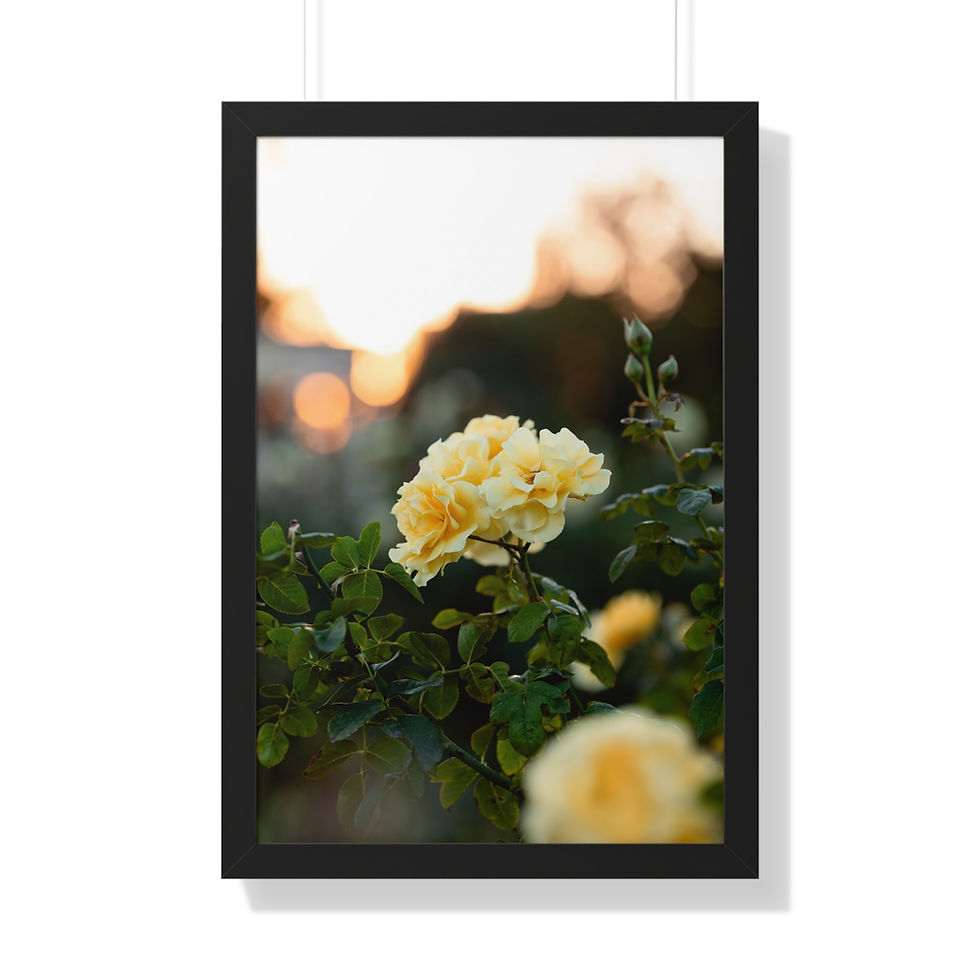 Thumbnail: Framed Vertical Print- Yellow Roses at Sunset