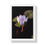 Thumbnail: Framed Vertical Print - Bee on a Water Lily