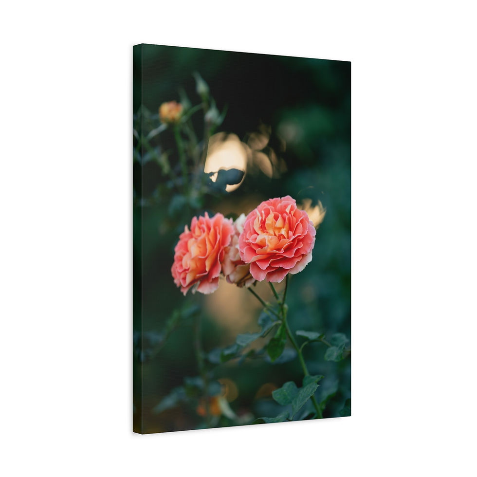 Thumbnail: Vertical Canvas Print- Pink Roses at Sunset