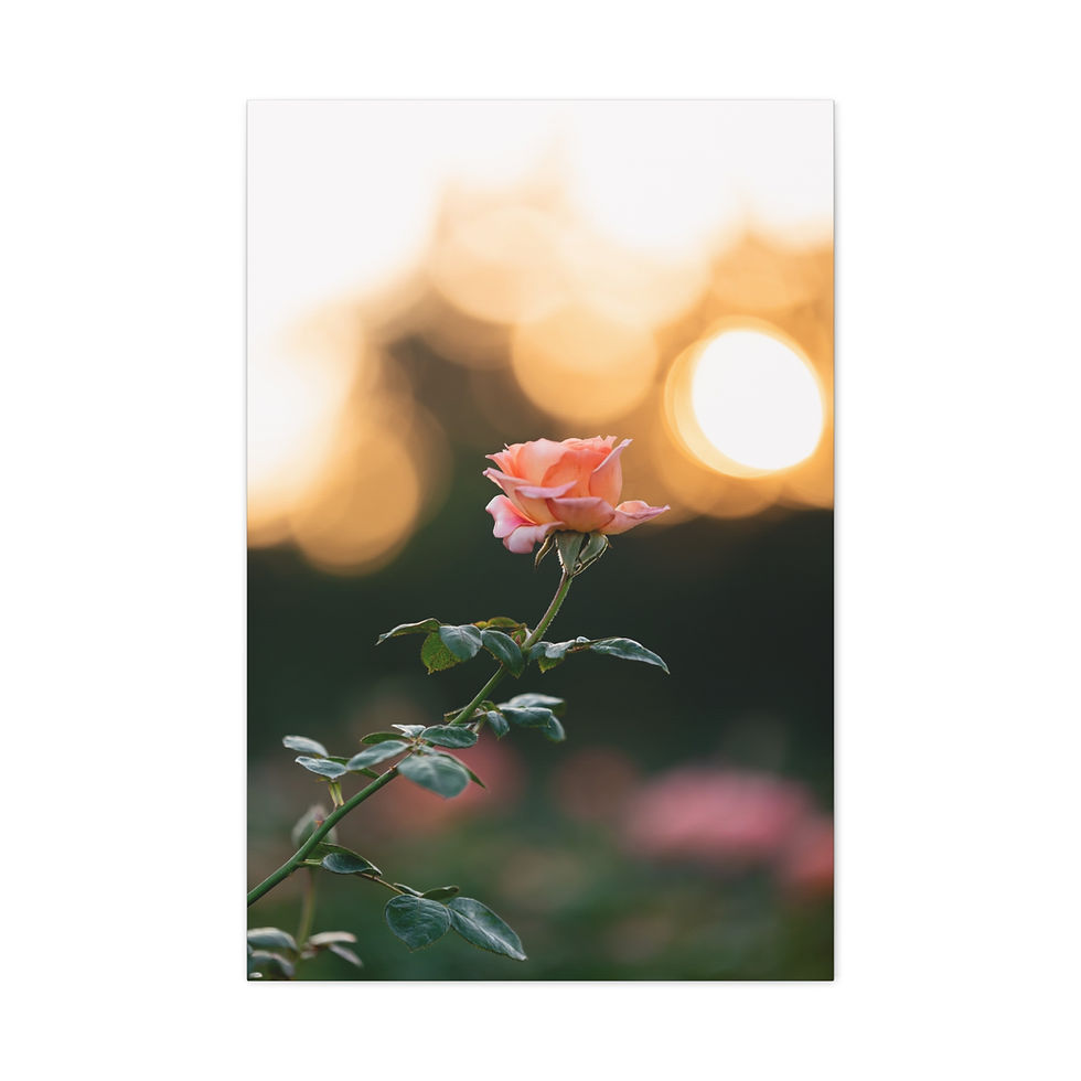 Thumbnail: Vertical Canvas Print- Pink Rose at Sunset