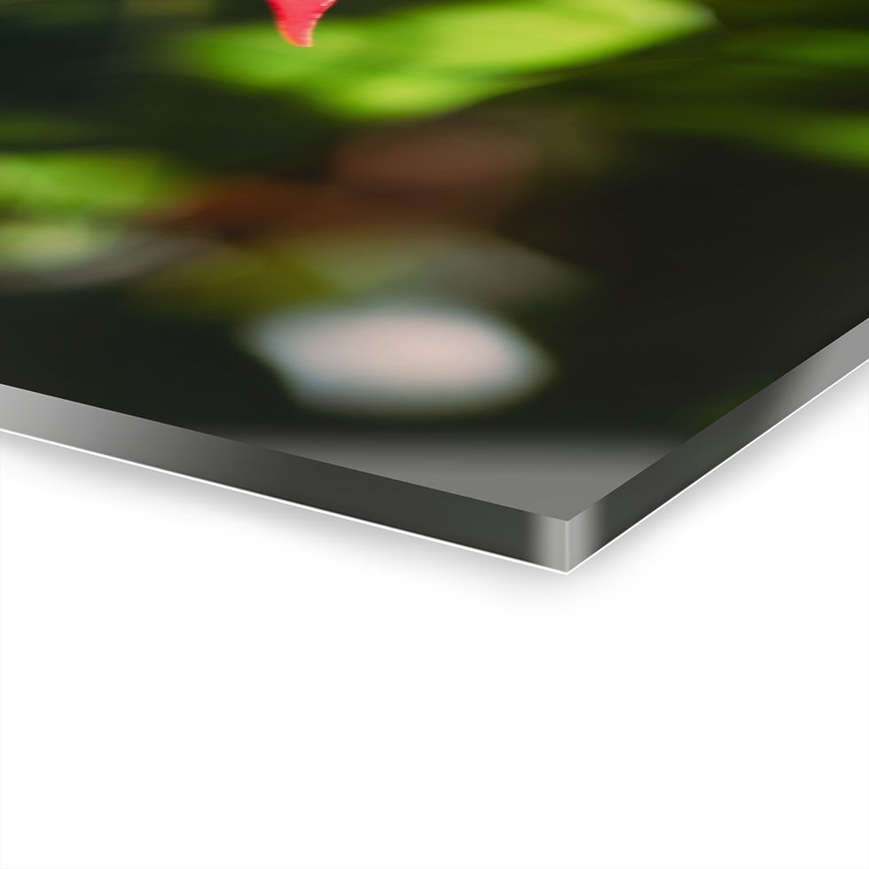 Thumbnail: Acrylic Print - Poinsettia and Bee