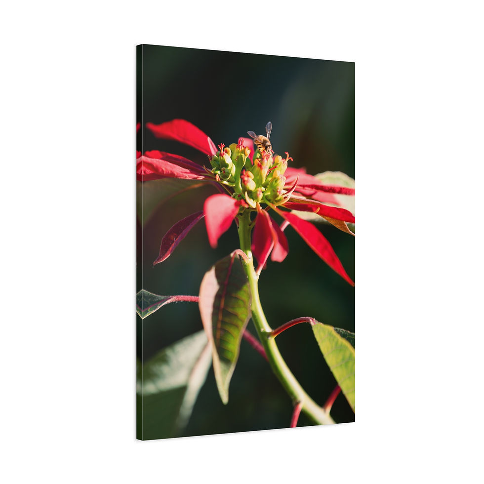 Thumbnail: Vertical Canvas Print- Poinsettia and Bee