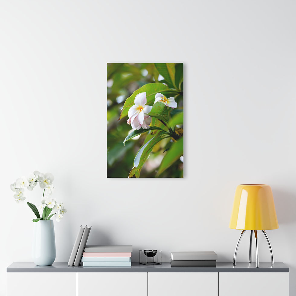 Thumbnail: Acrylic Print - White Plumeria