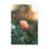 Thumbnail: Vertical Canvas Print- Rose at Sunset