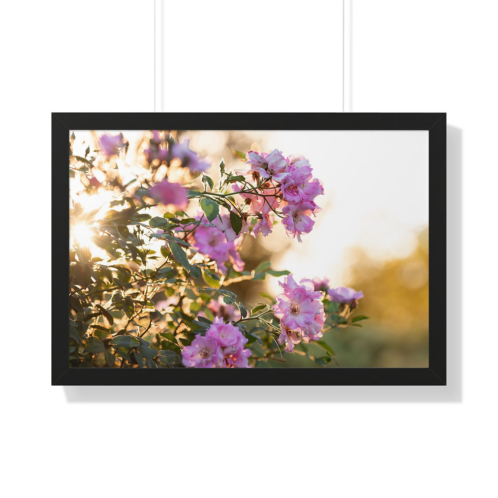 Framed Horizontal Print- Purple Roses at Sunset