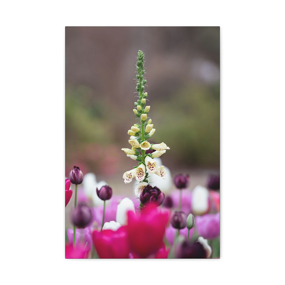 Thumbnail: Vertical Canvas Print- White Foxglove Flower