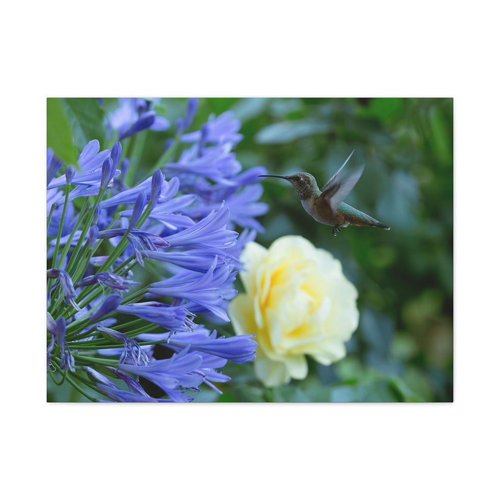 Thumbnail: Hummingbird Canvas Print - Wall Art, Home Decor, Nature Lover Gift, Botanical