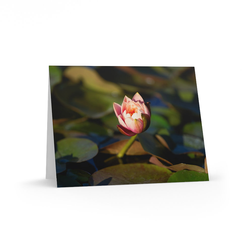 Thumbnail: Greeting Cards Set - Water Lily