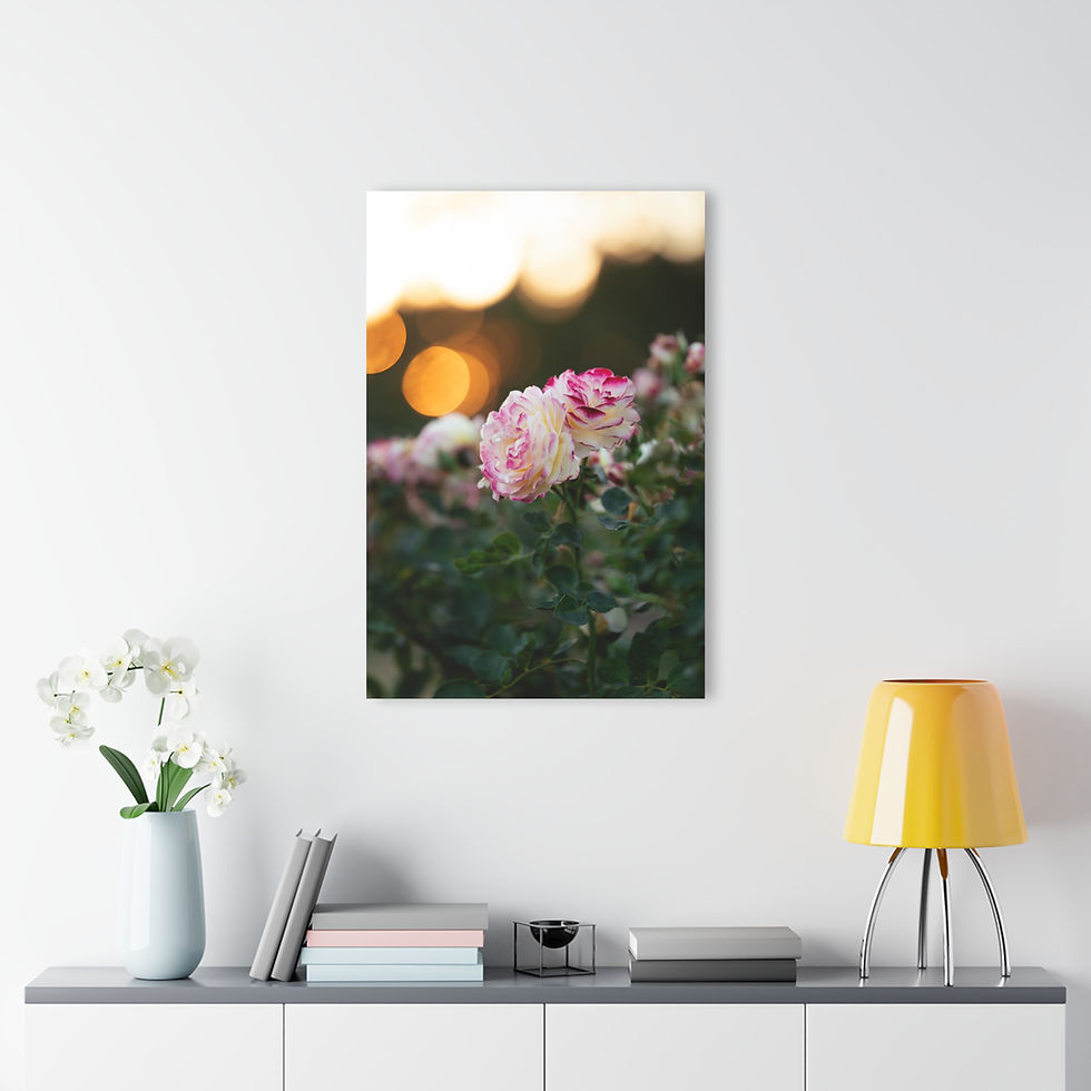 Thumbnail: Acrylic Print - Rose Garden at Sunset