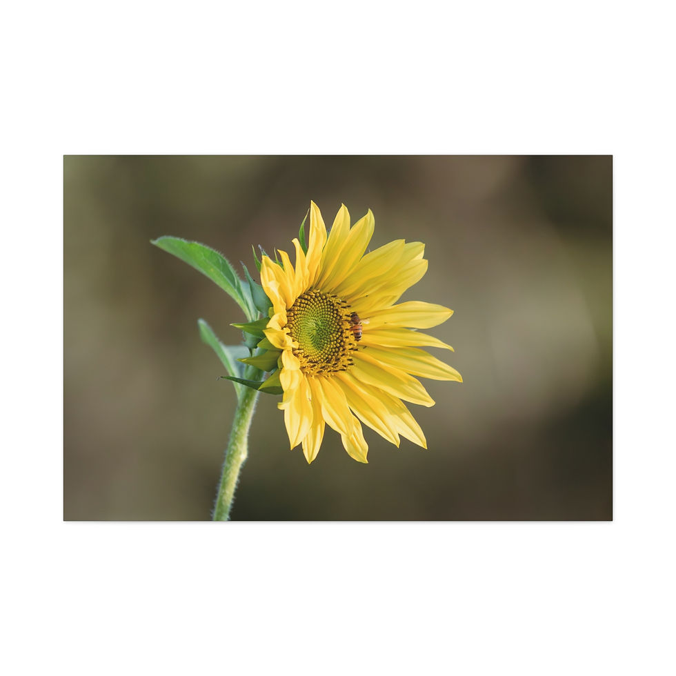 Thumbnail: Horizontal Canvas Print- Sunflower & Bee