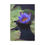 Thumbnail: Vertical Canvas Print- Purple Water Lily