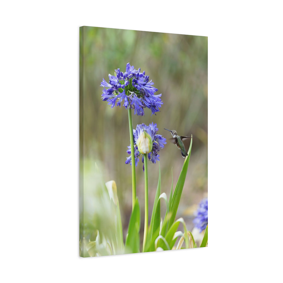 Thumbnail: Vertical Canvas Print - Hummingbird and Purple Flowers