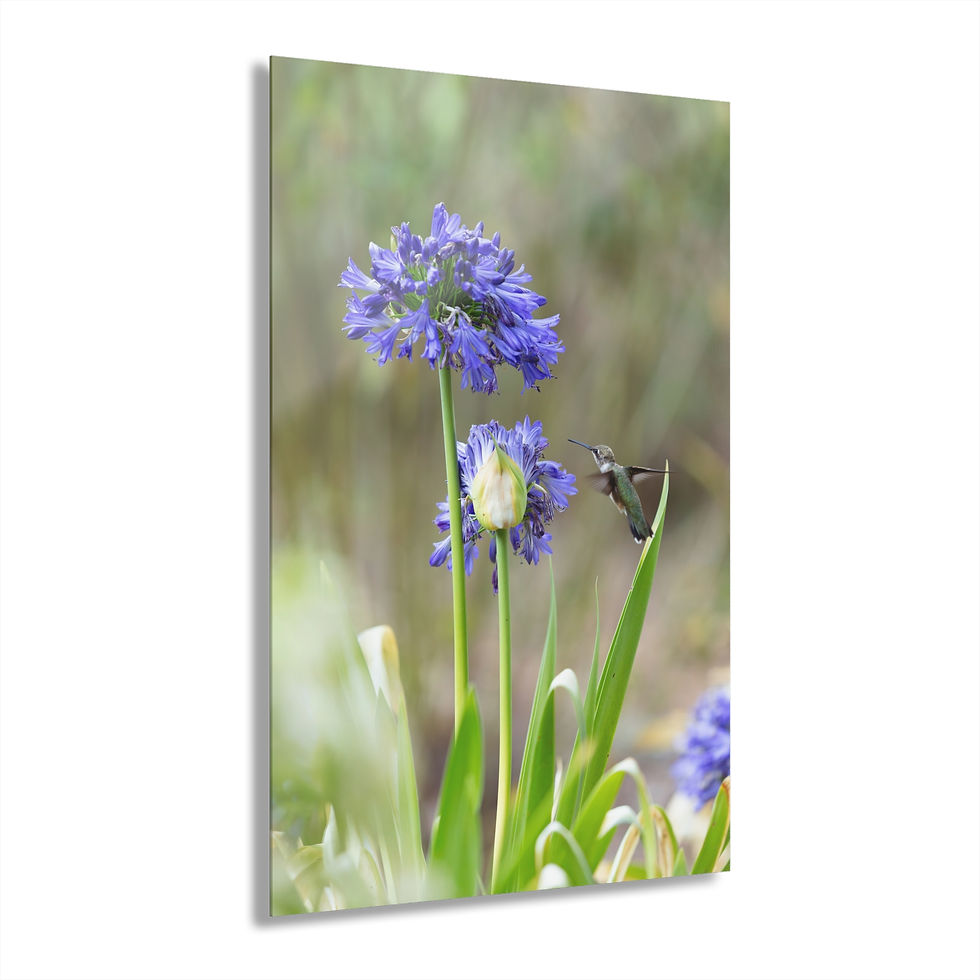 Acrylic Print - Hummingbird