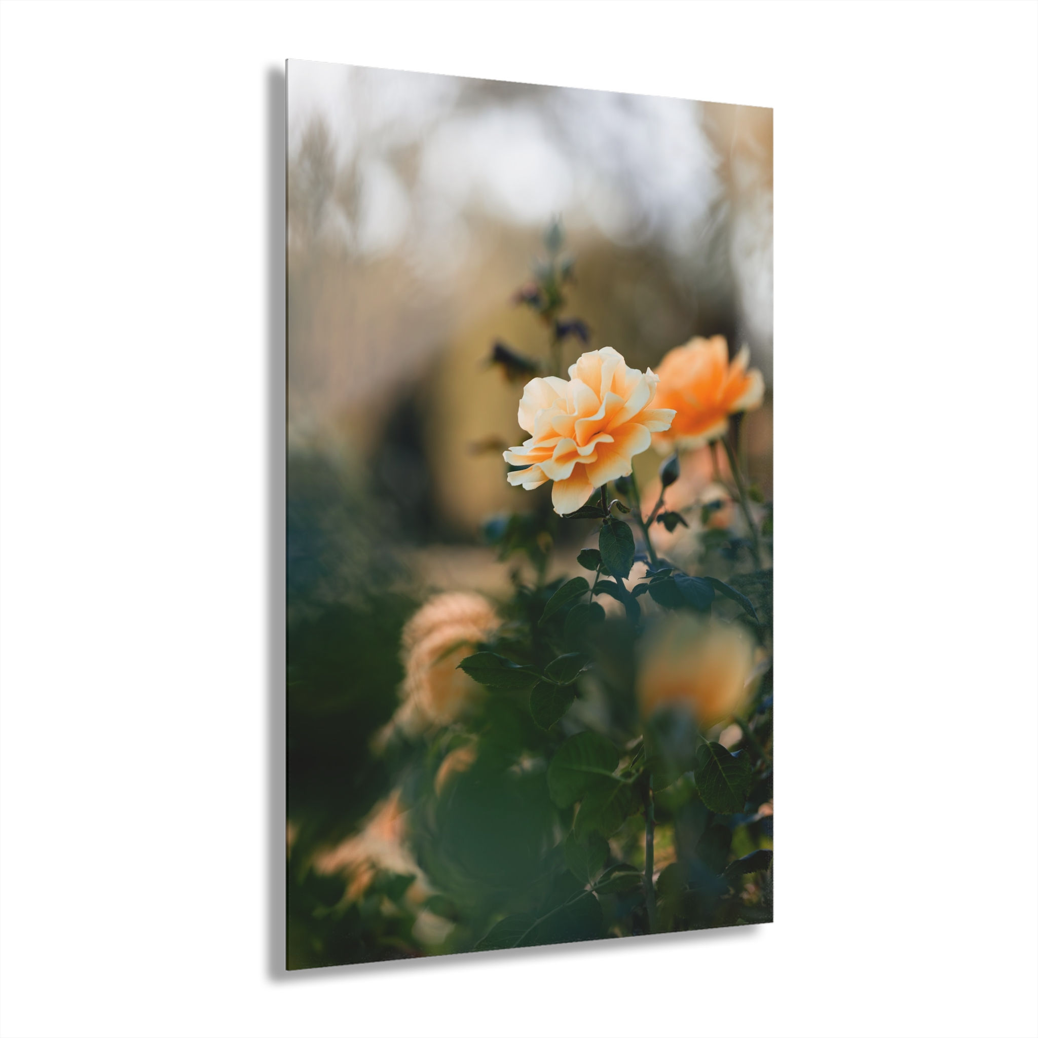Acrylic Print - Orange Roses