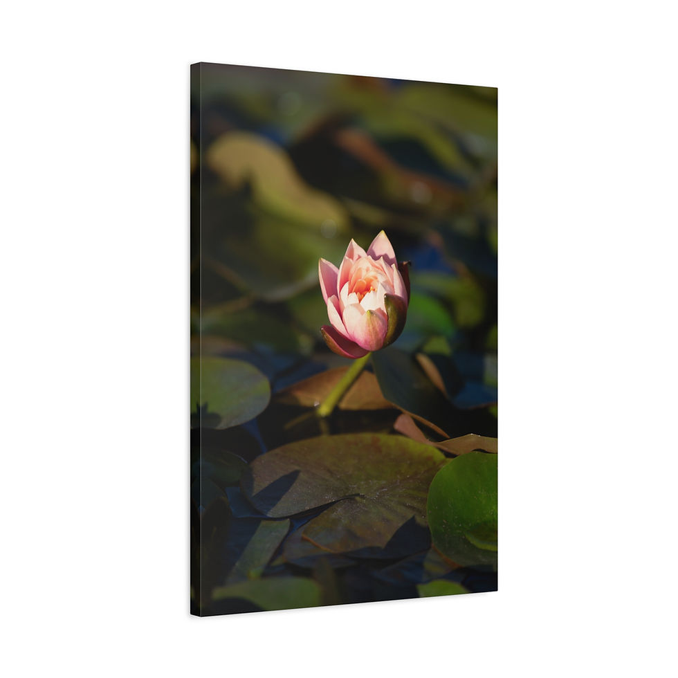 Thumbnail: Vertical Canvas Print- Water Lily