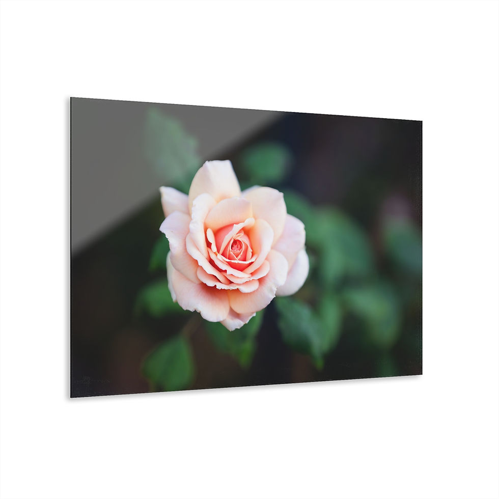 Thumbnail: Acrylic Print - Pink Rose