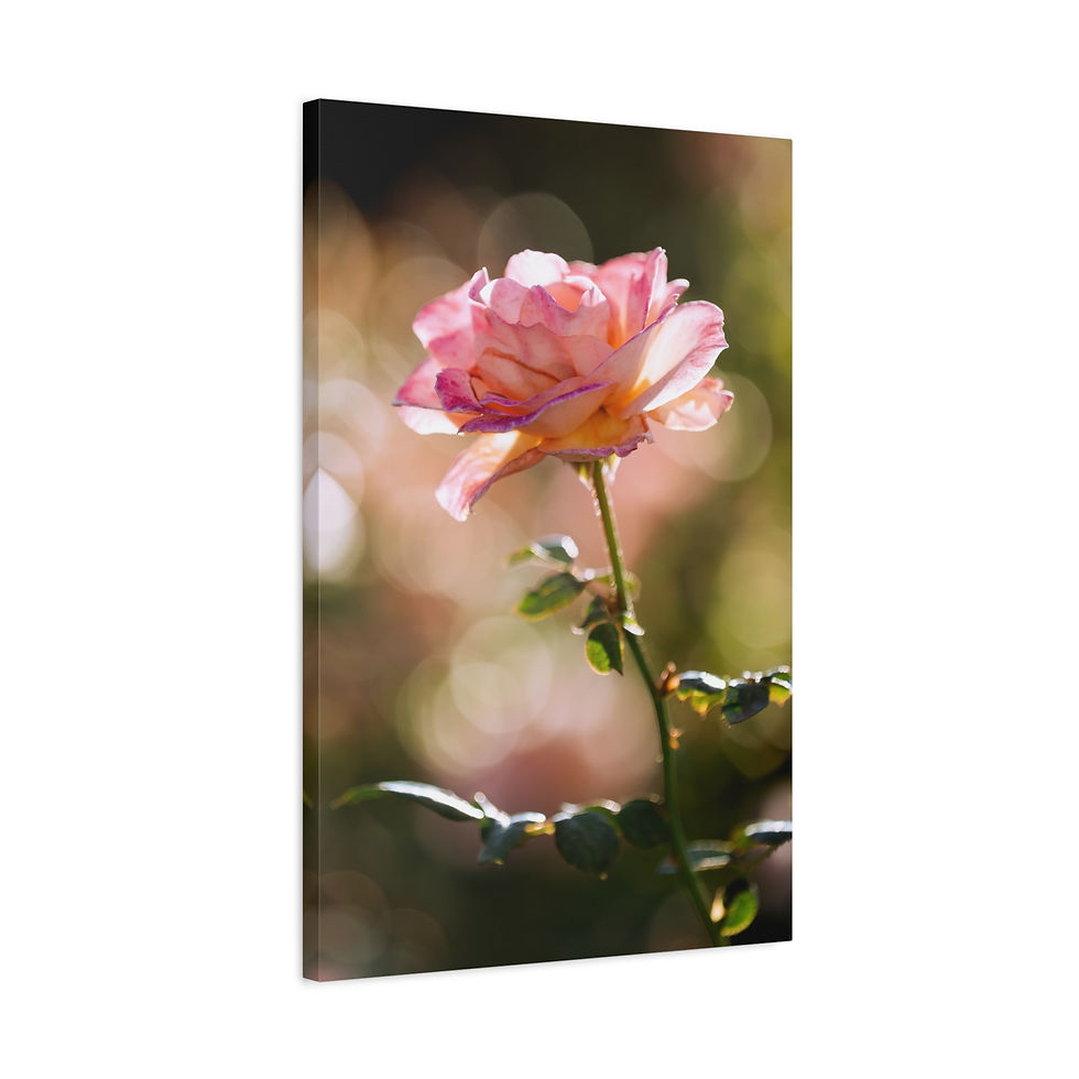 Thumbnail: Vertical Canvas Print- Pink Rose