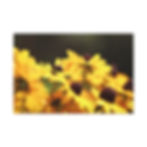 Thumbnail: Horizontal Canvas Print- Bees and Sunny Yellow Flowers