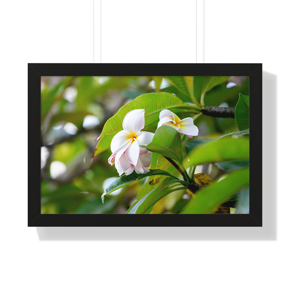 Thumbnail: Framed Horizontal Print - White Plumeria