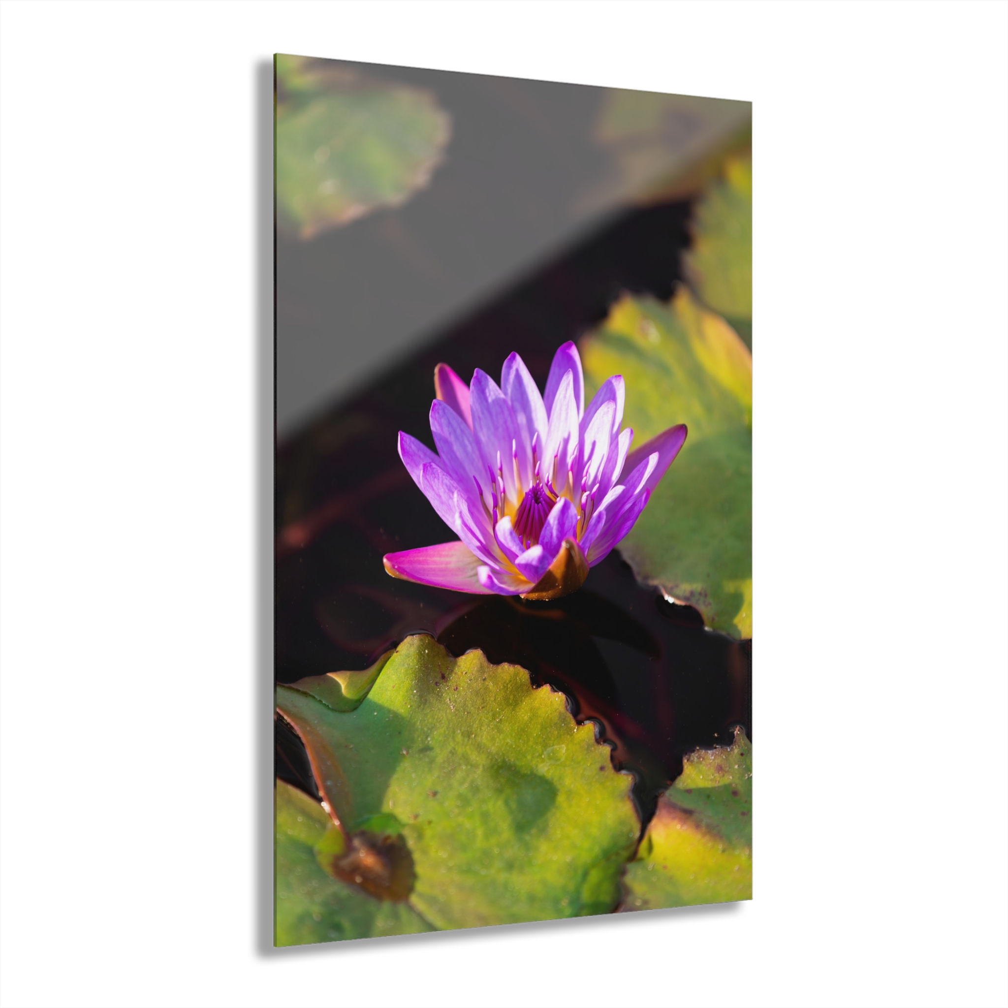 Acrylic Print - Purple Water Lily