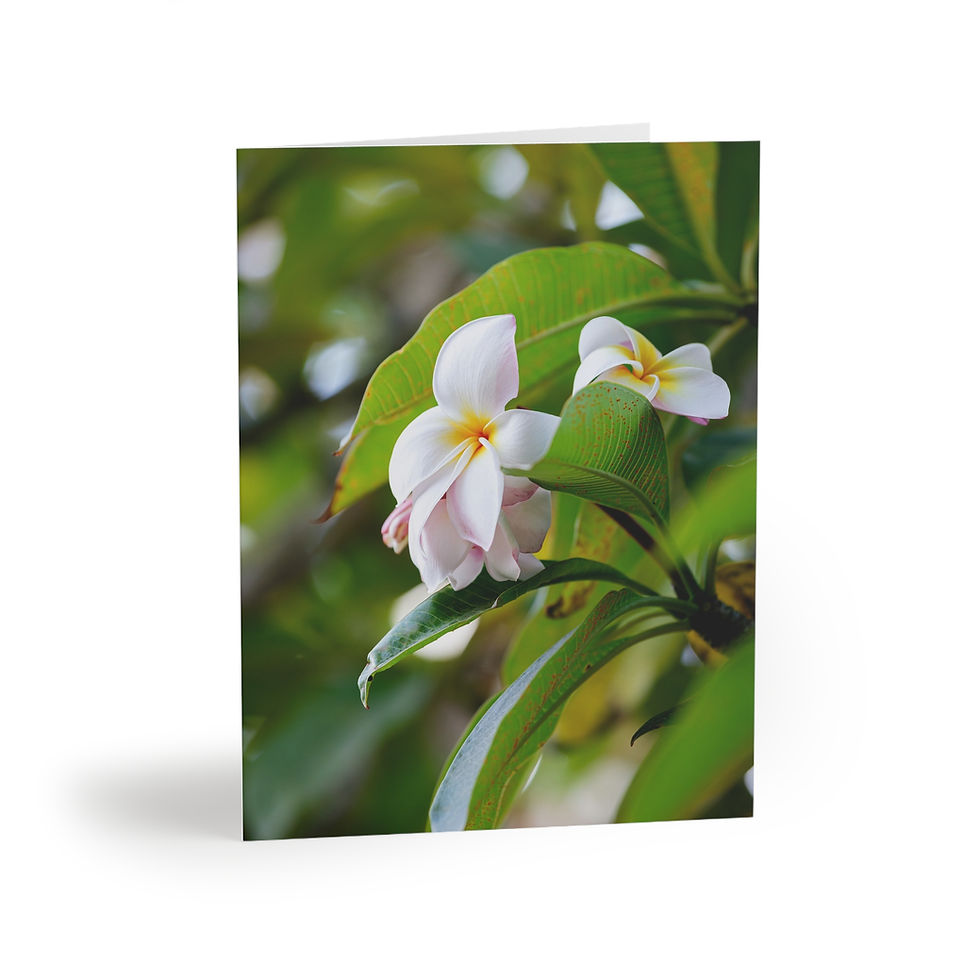 Thumbnail: Greeting Cards Set - White Plumeria 