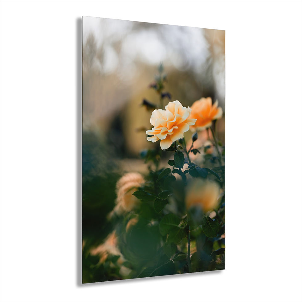 Thumbnail: Acrylic Print - Orange Roses