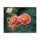 Thumbnail: Puzzle (110, 252, 520, 1014-pieces)- Pink Roses