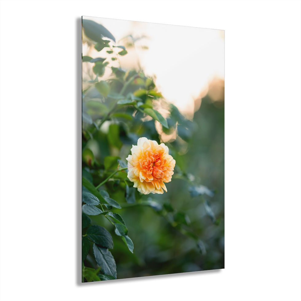 Thumbnail: Acrylic Print - Rose Garden at Sunset