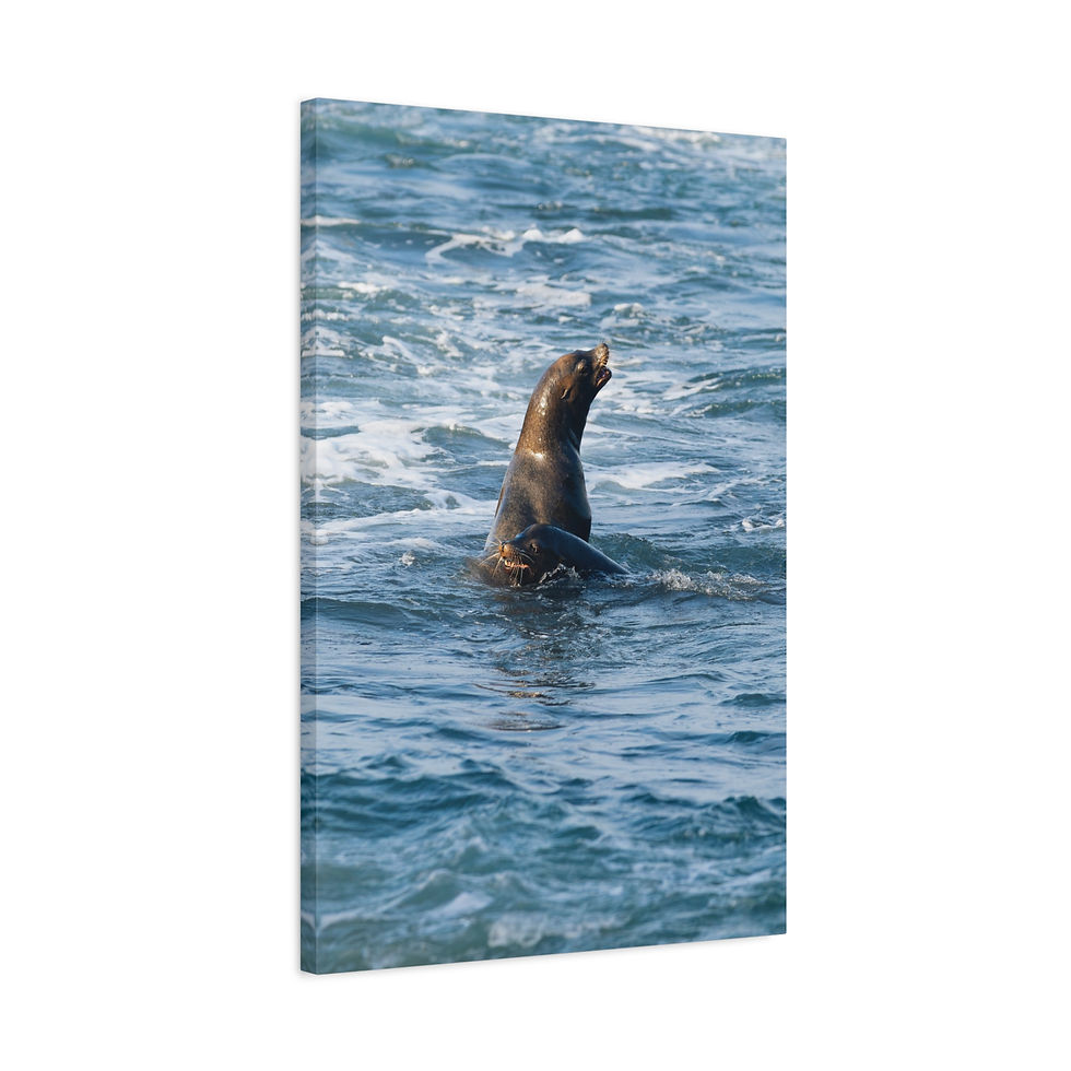 Thumbnail: Vertical Canvas Print- La Jolla Sea Lions