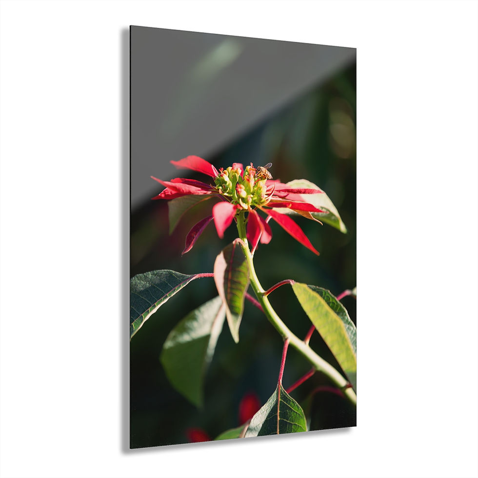Thumbnail: Acrylic Print - Poinsettia & Bee