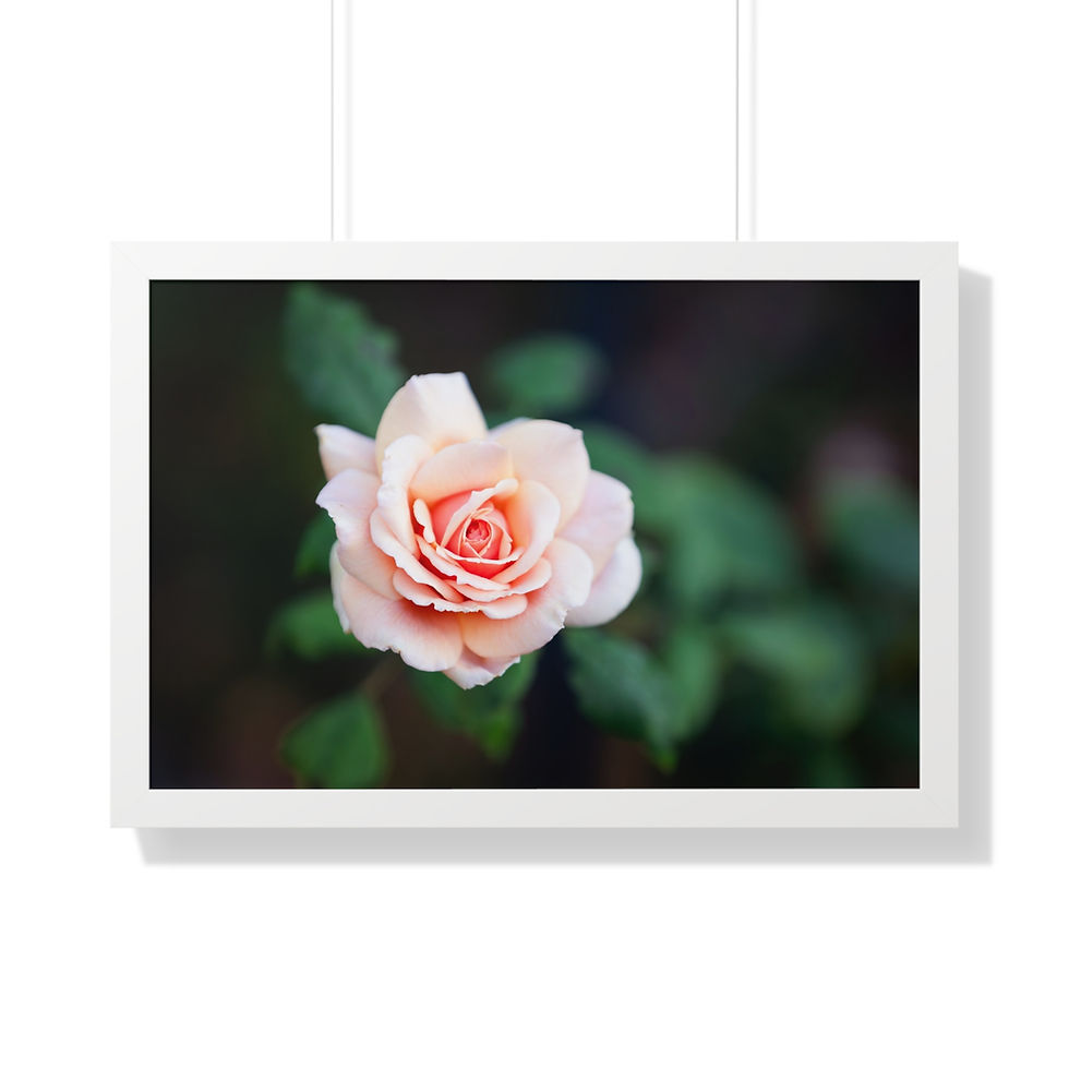 Thumbnail: Framed Horizontal Print- Pastel Pink Rose