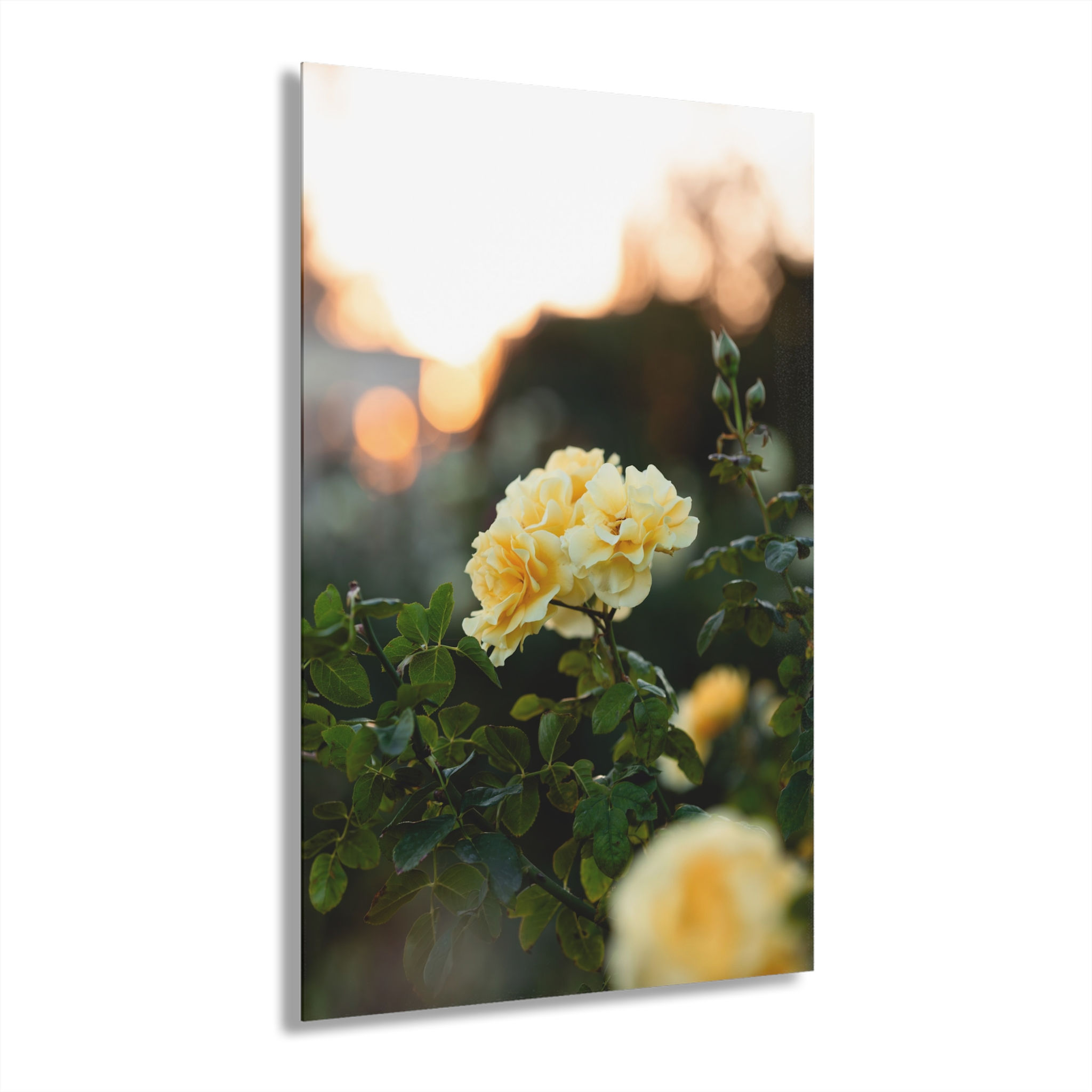 Acrylic Print - Rose Garden at Sunset