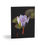 Thumbnail: Greeting Cards Set- Bee on a Water Lily
