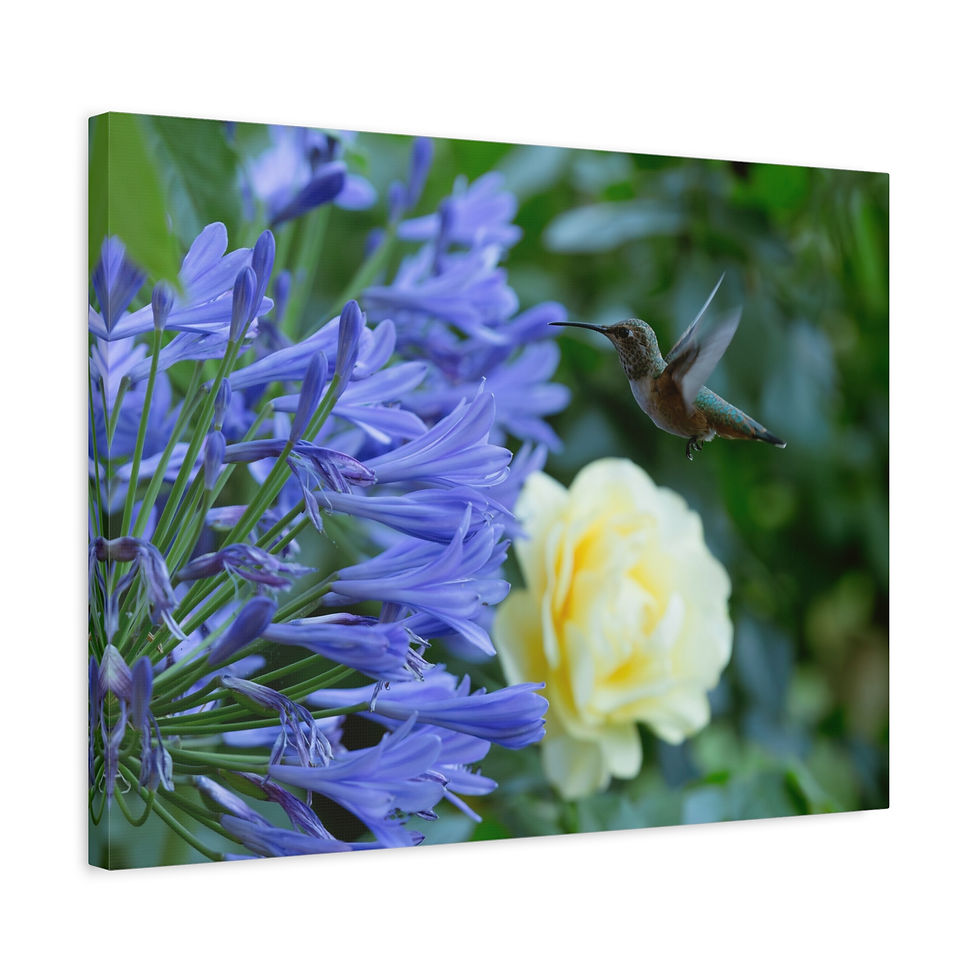 Thumbnail: Hummingbird Canvas Print - Wall Art, Home Decor, Nature Lover Gift, Botanical