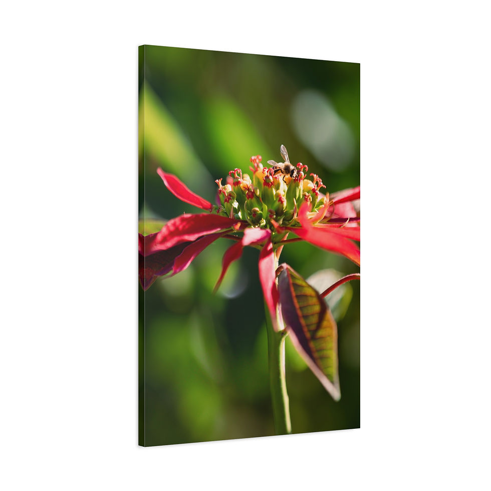 Thumbnail: Vertical Canvas Print- Poinsettia and Bee