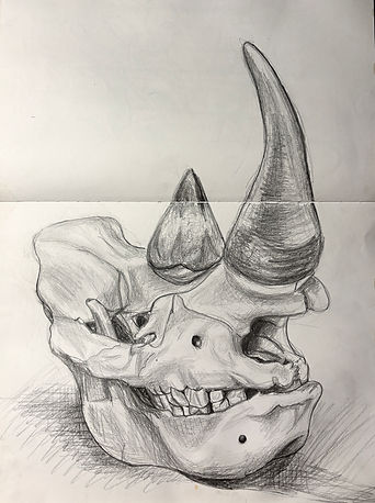 rhino skull.jpeg