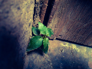 Even In The Most Unlikely Places