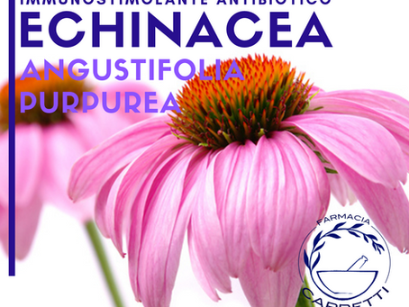 ECHINACEA AGUSTIFOLIA e PURPUREA: immunistolante ed antibiotico naturale