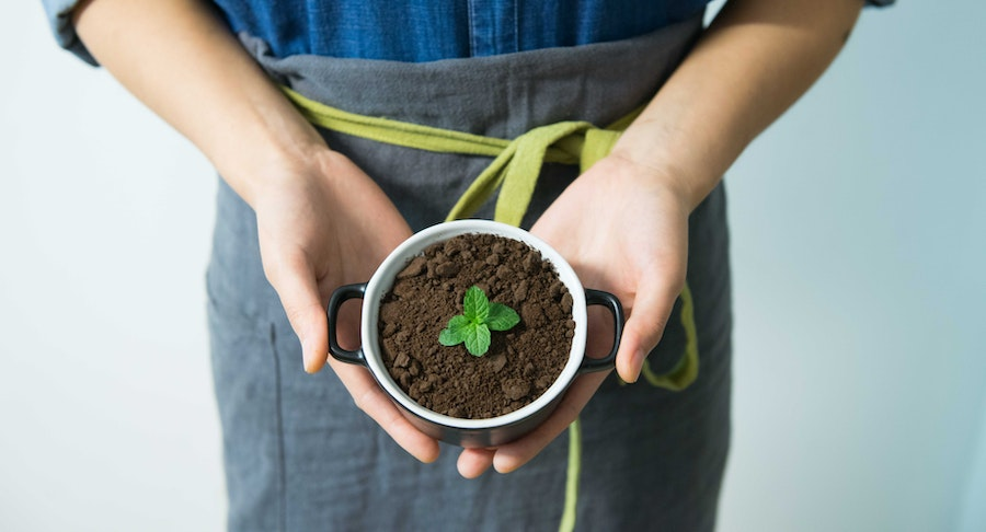 Person holding a pot with a growing mint plant in it