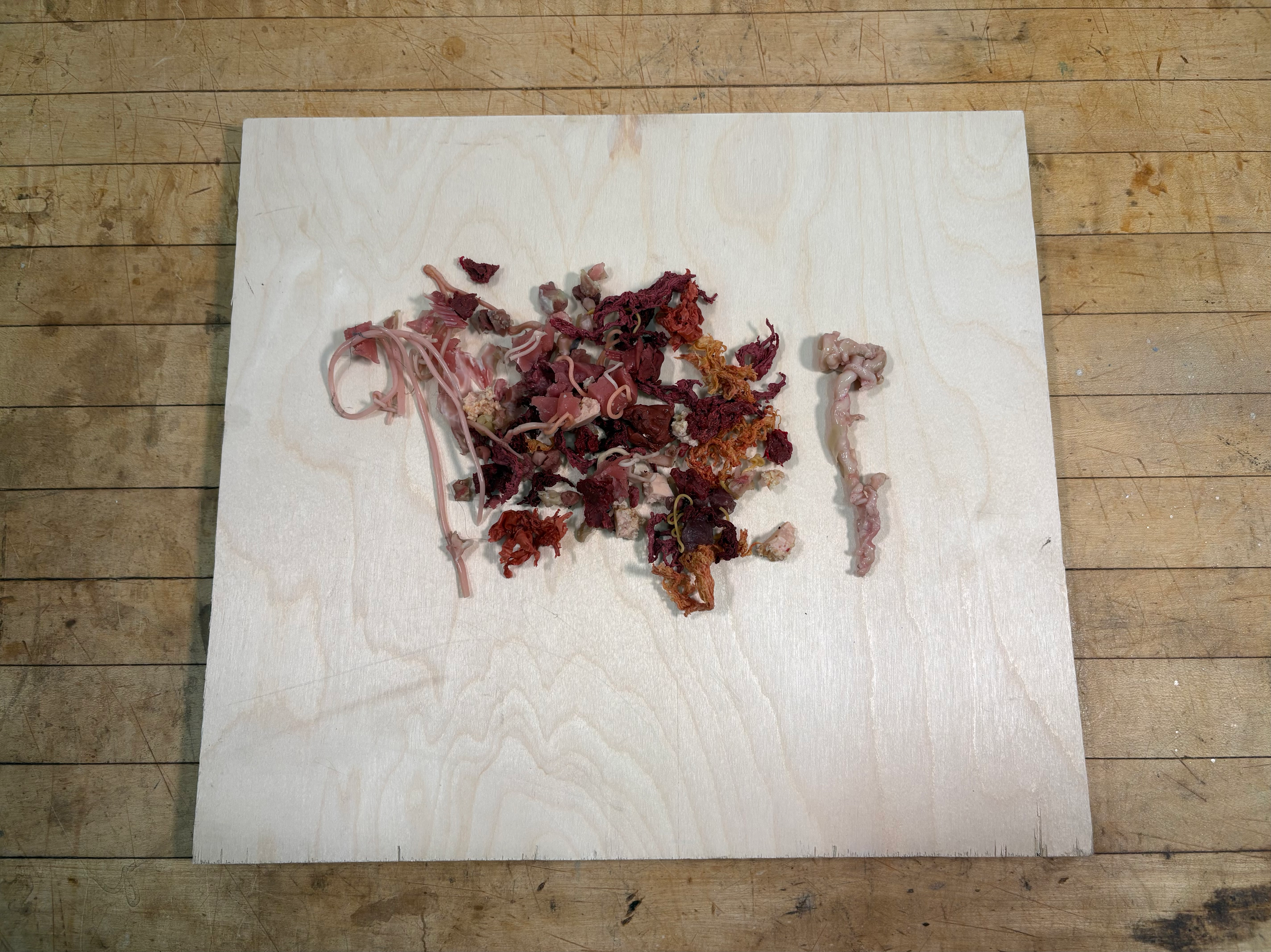 Small animal entrails