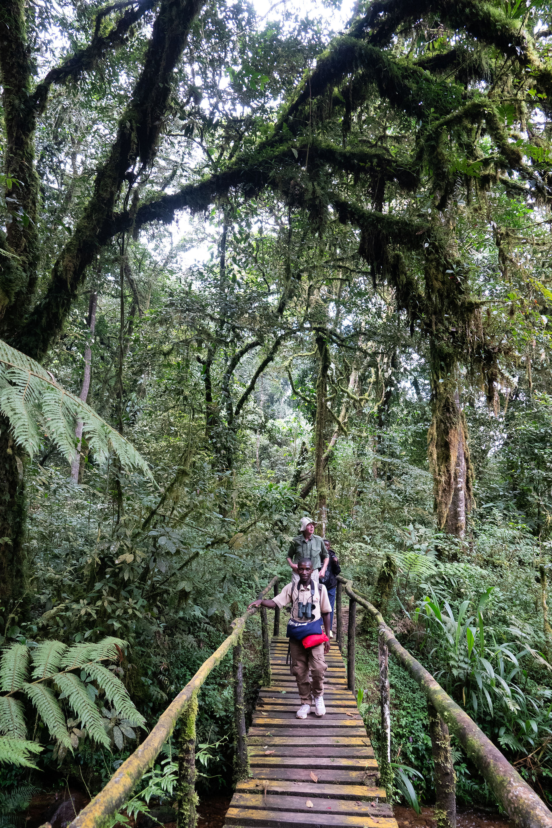 Gorilla Trekking in Bwindi National Park, Uganda